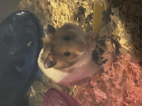 Antalya içi acil hamster ücretsiz sahiplendirme