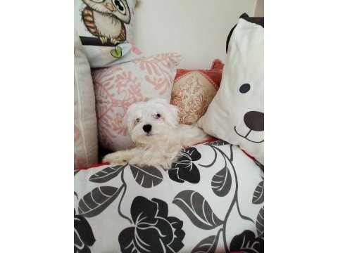 Erkek maltese yavrum
