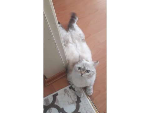 British shorthair silver sahiplendirilecektir
