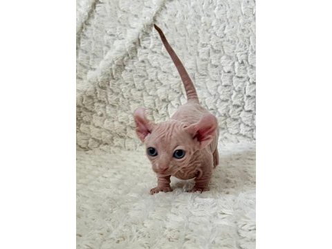Erkek dwelf sphynx