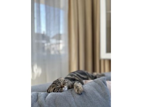 Scottish fold