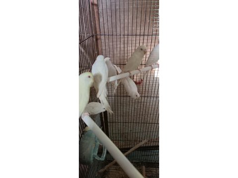 Albino muhabbet kuşumuz