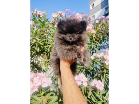 Siyah inci pomeranian yavruları