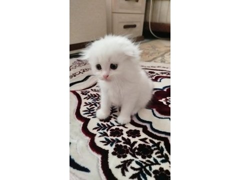 Tatlı kedim olgam
