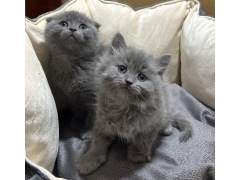Scottish fold ve british bebekler