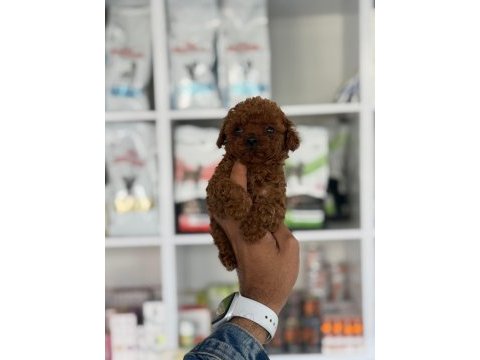 Aşılı çiş eğitimli teacup toy poodle 
