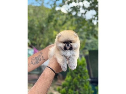 Sağlık ve ırk garantili pomeranian