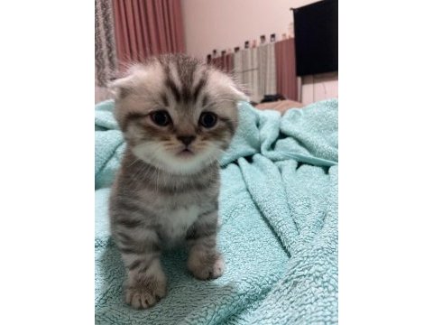 30 gunluk scottish fold erkek