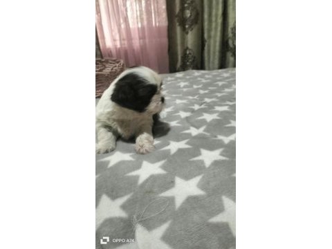 Shih tzu (şitzu) bebekler