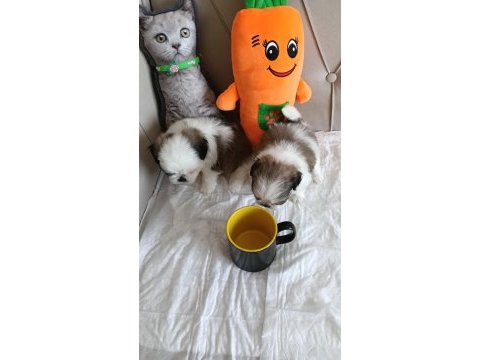 Shih tzu ev bebekleri