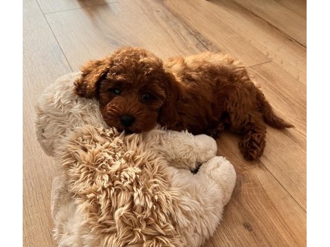 Dişi toy poodle sahiplendirme (ücretli)