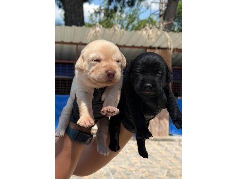 Labrador siyah renk bebekler hazır