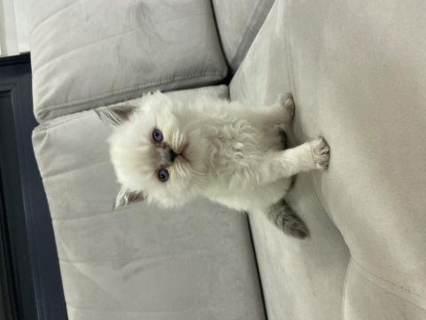 Blue point beyaz british longhair