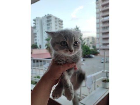 British shorthair kedimiz