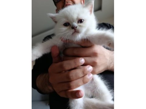 British shorthair bluepoint