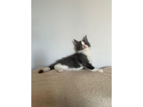 Mavi gözlü minik dev maine coon