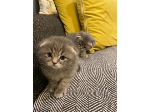 1 aylık scottish fold bebekler