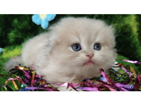 British longhair yavrumuz
