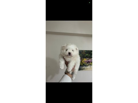 Ayı surat pomeranian beyaz yavrular