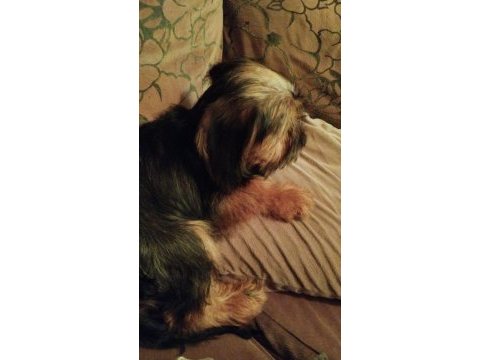 5 aylık terrier iç dış parazit yaptı