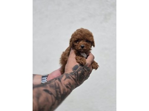 Bebek surat maltipoo yavrular