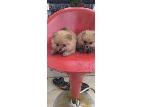 Bu pomeranian güzellikler sahiplendirmek için sizi bekliyor