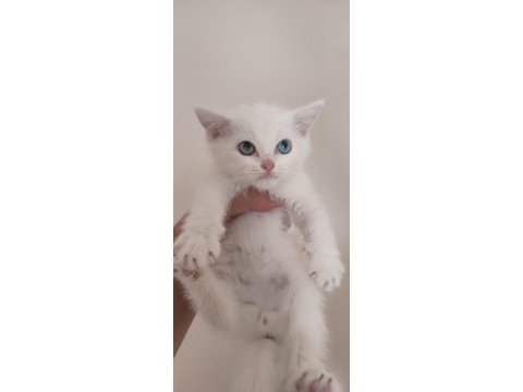 Birileri maviş mi dedi british shorthair (beyaz)