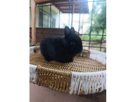 Hollanda cüce tavşan ve hollanda mini lop