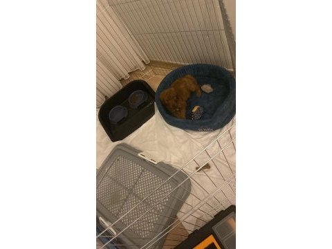 Erkek 3 aylık tam bir bebek poodle düşünenler için fırsat
