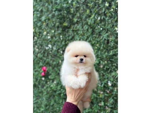 Ayıcık surat pomeranian boo yavrular
