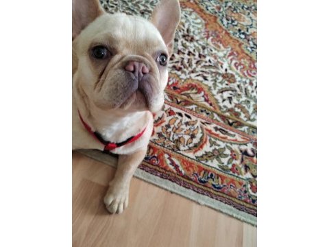 French bulldog köpeğimize bir bakın derim