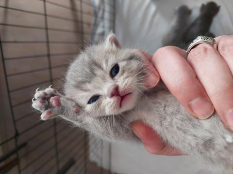 Ömürlük british shorthair yuvalarını bekliyorlar