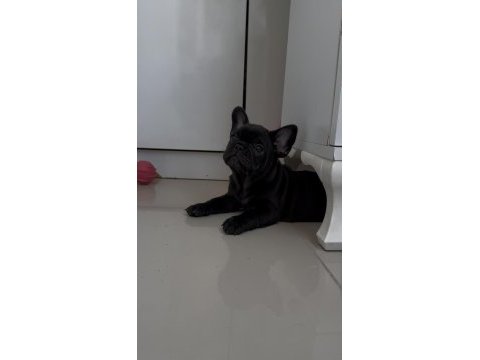 Kusursuz güzellikte french bulldog