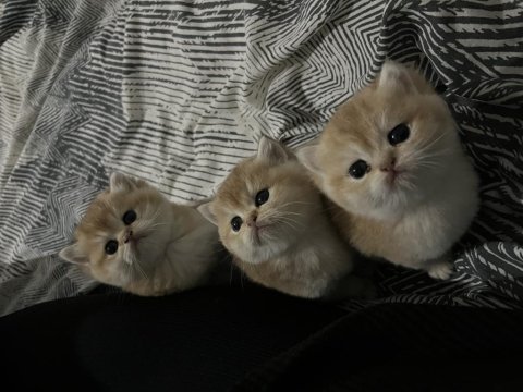 British golden shorthair yavrularımız