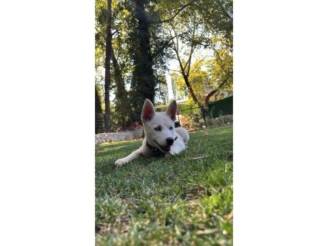 Mükemmel genetik köpeğimiz