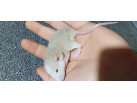 Dumbo rat yavru bebekler