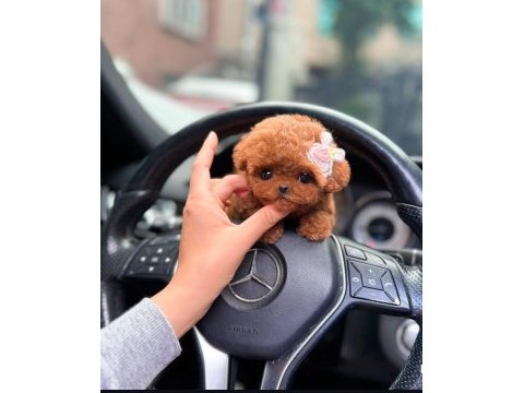 Core babadan teacup poodle bebekler
