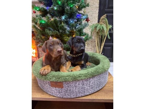 Orijinal king doberman yavruları