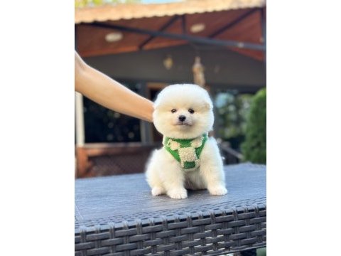 Pomeranıan bebeği