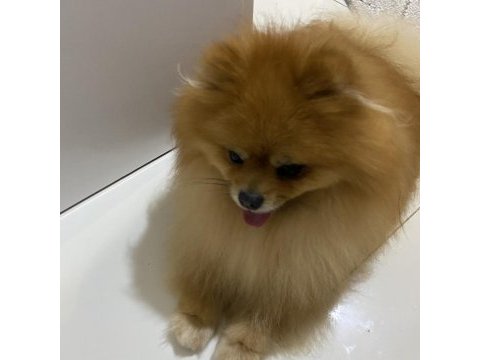 Şecereli pomeranian erkeğimize eş arıyoruz