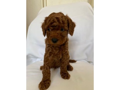 Kaliteli orjinal toy poodle yavrularımız