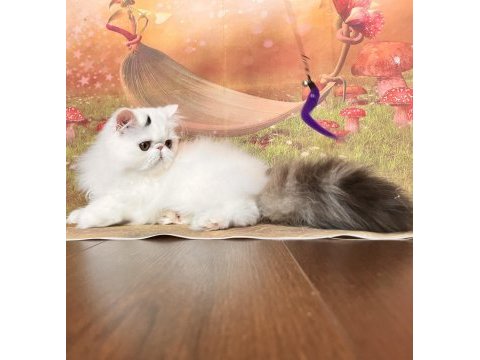 Safkan şecereli iran kedileri