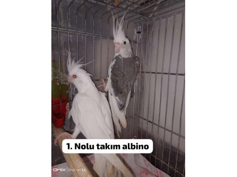 Albino sultan papağanı takımlar
