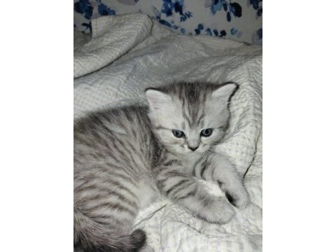 Safkan british shorthair