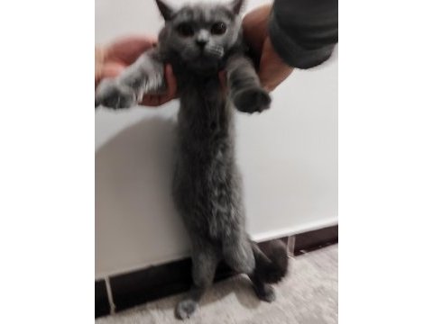 Tamamen sağlıklı 2 güzel british shorthair