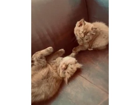 Cinnemon british longhair yavrular