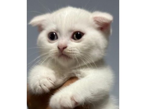 Sevimli scottish fold kedim