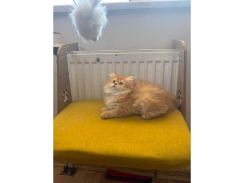 British longhair 2 aylık yavru