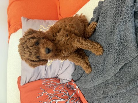 1 temmuz doğumlu erkek toy poodle