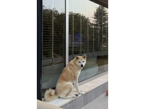 Akita dostumuz alexander 2 yaşında dişi